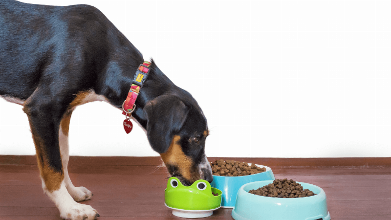 Hình ảnh bát hạt dành riêng cho chó con, minh họa chế độ dinh dưỡng phù hợp để phòng ngừa tiêu chảy